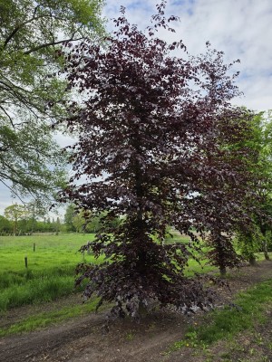 Afbeelding Rode beuk - Fagus sylvatica 'Atropunicea'