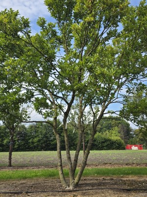 Afbeelding Magnolia 'Susan' - Magnolia 'Susan'