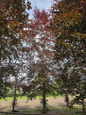 Afbeelding Rode beuk - Fagus sylvatica 'Atropunicea'