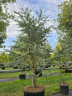 Afbeelding blauwe dwergceder - Cedrus libani 'Silberspitz'