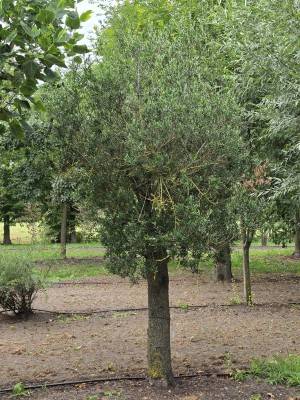 Afbeelding Olijfboom - Olea europaea