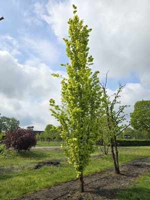 Afbeelding Goudbladige zuilbeuk - Fagus sylvatica 'Dawyck Gold'