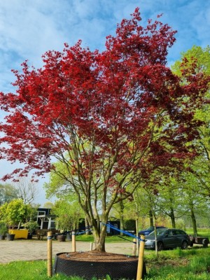 Afbeelding Japanischer Ahorn - acer palmatum 'Atropurpureum'