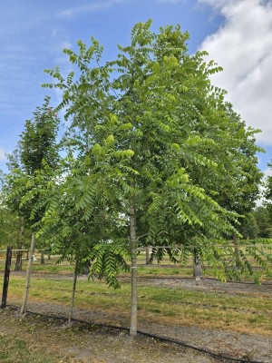 Afbeelding Zwarte notenboom - Juglans nigra