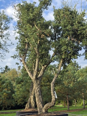 Afbeelding Kurkeik - Quercus suber