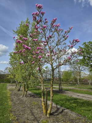 Afbeelding Magnolia Betty - Magnolia 'Betty'