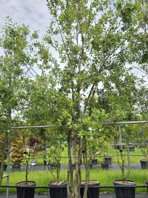 Afbeelding Steeneik - Quercus ilex