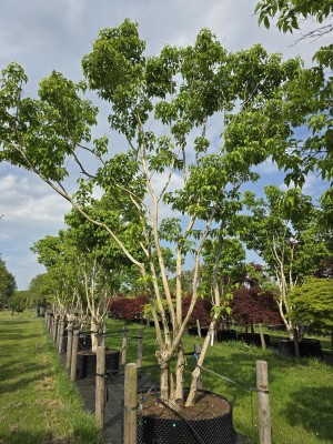 Afbeelding Zevenzonenboom - Heptacodium miconioides