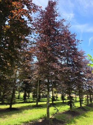 Afbeelding Rode beuk - Fagus sylvatica 'Atropunicea'