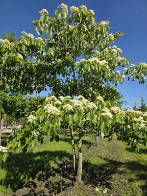 Afbeelding Reuzen Kornoelje - Cornus controversa