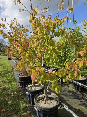 Afbeelding Vaantjesboom of Zakdoekjesboom - Davidia involucrata
