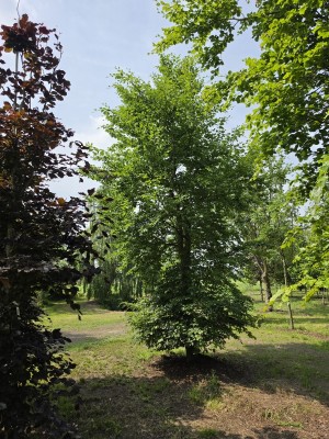 Afbeelding Groene Beuk - Fagus sylvatica