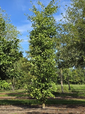 Afbeelding Zuilvormige Ginkgo - Ginkgo biloba Obelisk