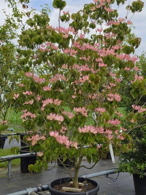 Afbeelding Japanse grootbloemige roze kornoelje - Cornus 'Rosy Teacups'