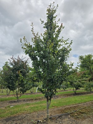 Afbeelding Perzisch IJzerhout - Parrotia persica 'Vanessa'