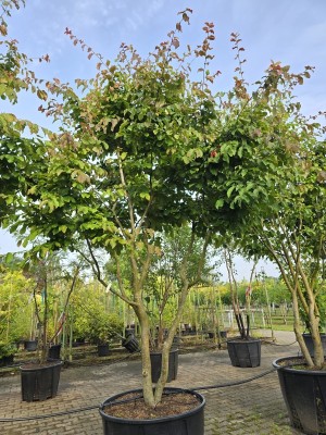 Afbeelding Perzisch IJzerhout - Parrotia persica