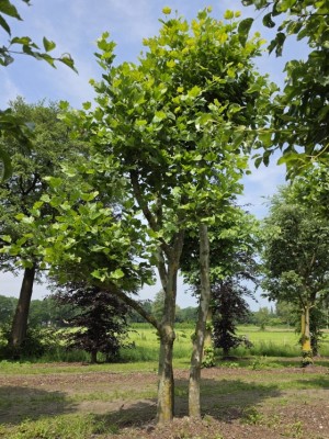 Afbeelding Platane - Platanus x Hispanica