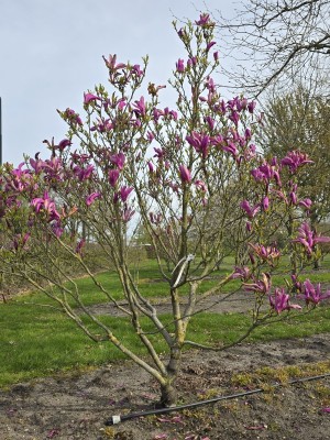 Afbeelding Magnolia 'Susan' - Magnolia 'Susan'