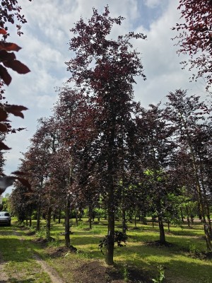 Afbeelding Rode beuk - Fagus sylvatica 'Atropunicea'