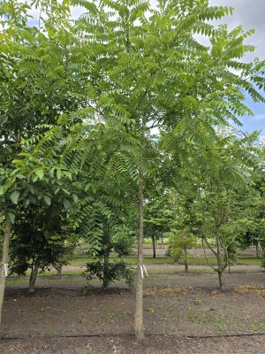 Afbeelding Schwarznuss - Juglans Nigra