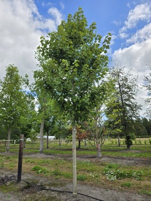 Afbeelding Rode Esdoorn - Acer rubrum 'Red Sunset'
