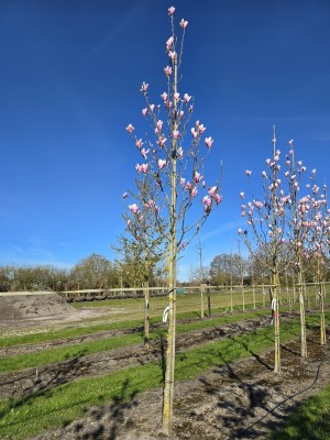 Afbeelding Magnolia Heaven Scent - Magnolia 'Heaven Scent'