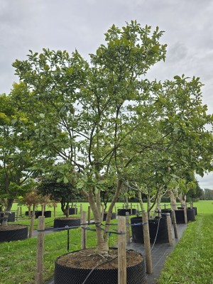 Afbeelding Magnolia Betty - Magnolia 'Betty'