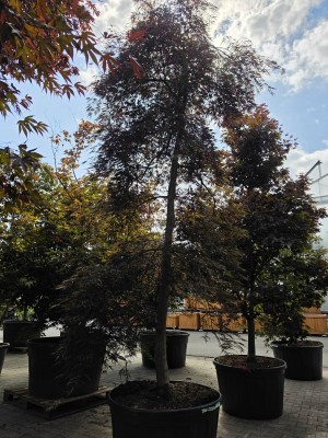 Afbeelding Japanischer Ahorn 'Inaba-shidare' - Acer palmatum 'Inaba Shidare'