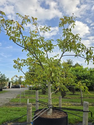 Afbeelding Walnuss - Juglans regia