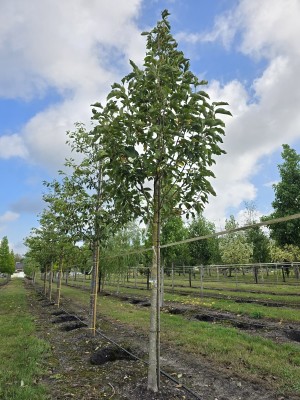 Afbeelding Magnolia Heaven Scent - Magnolia 'Heaven Scent'