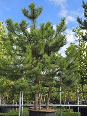 Afbeelding Meerstammige Oostenrijkse Den - Pinus nigra 'Nigra'