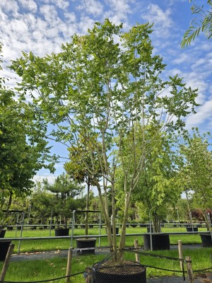 Afbeelding Chinese vernisboom - Koelreuteria paniculata