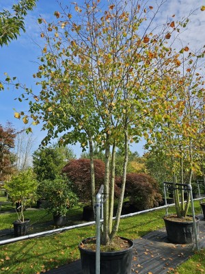 Afbeelding Hollandse Linde, Meerstammige Koningslinde - Tilia x europaea 'Pallida'