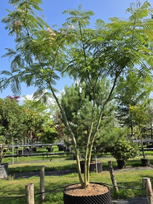 Afbeelding Albizia julibrissin - Albizia julibrissin