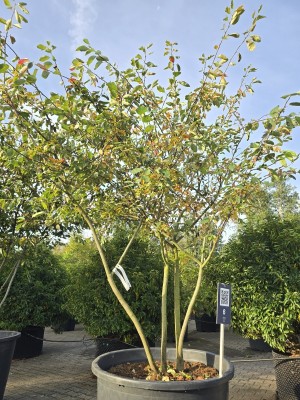 Afbeelding Felsenbirne - Amelanchier lamarckii