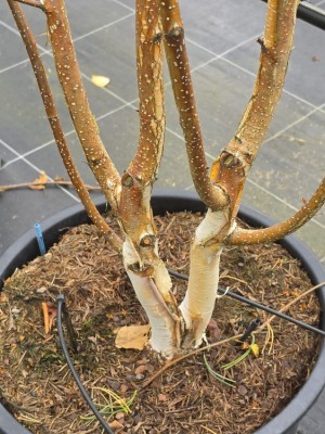 Afbeelding Himalayaberk - Betula utilis 'Doorenbos'