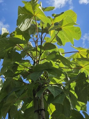 Afbeelding Chinesischer Sonnenschirmbaum - Firmiana simplex