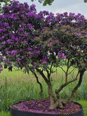 Afbeelding Dunkelvioletter mehrstämmiger Rhododendron - Rhododendron 'Lee's Dark Purple'