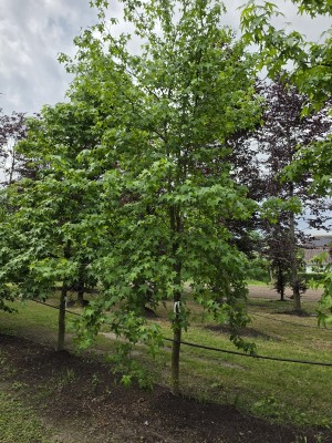 Afbeelding Amberboom - Liquidambar Styraciflua