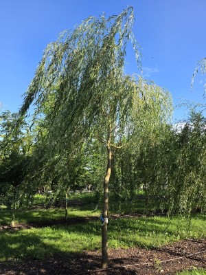 Afbeelding Treurwilg GRILLIGE KROON - Salix x sepulcralis 'Chrysocoma'