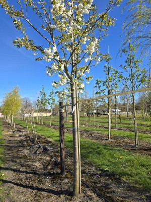 Afbeelding Japanische Zierkirsche - Prunus serrulata 'Shirotae'