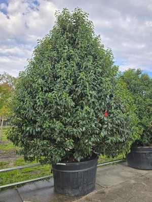 Afbeelding Portugiesischer Lorbeer - Prunus Lusitanica