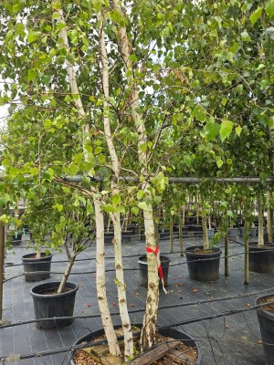 Afbeelding Ruwe Berk - betula pendula