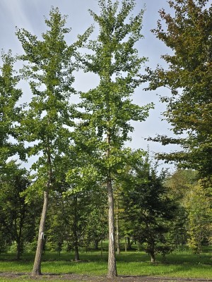 Afbeelding Japanischer Nussbaum - Ginkgo biloba