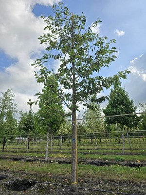 Afbeelding Japanische Zierkirsche - Prunus serrulata 'Shirotae'