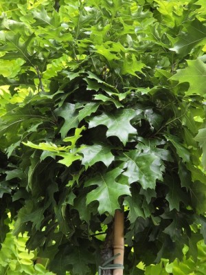 Afbeelding bolvormige dwerg moeraseik - Quercus Palustris 'Green Dwarf'