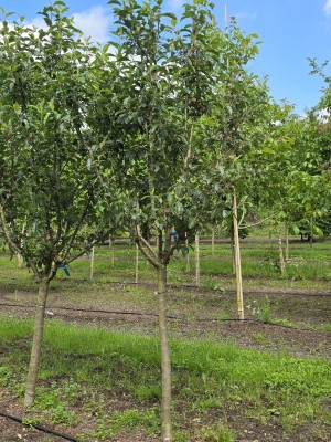Afbeelding Rode Elstar handappel - Malus domestica 'Red Elstar'