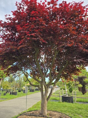 Afbeelding Japanse esdoorn - Acer palmatum 'Bloodgood'