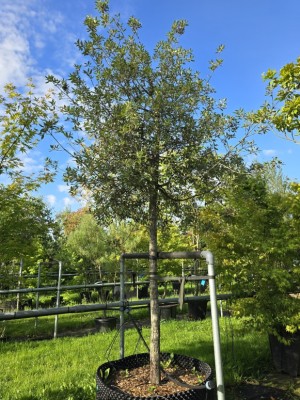 Afbeelding Steeneik - Quercus ilex