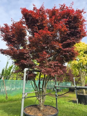 Afbeelding Japanse Esdoorn - Acer palmatum 'Skeeter's Broom'